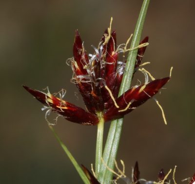 Cyperus usitatus, photographed by Brian du Preez