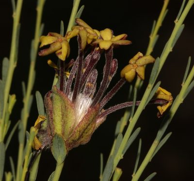 Lasiosiphon kuntzei, photographed by Brian du Preez