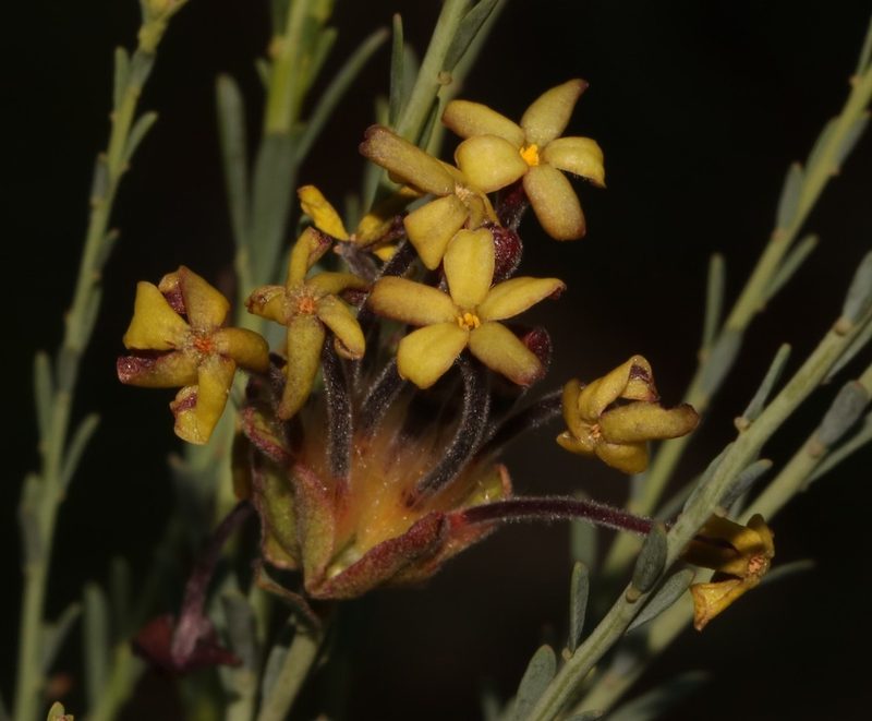 Lasiosiphon kuntzei, photographed by Brian du Preez