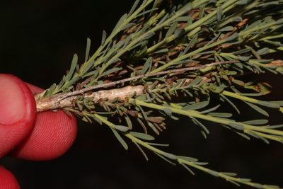 Lasiosiphon kuntzei, photographed by Brian du Preez