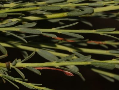Lasiosiphon kuntzei, photographed by Brian du Preez