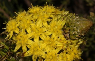 Bulbine narcissifolia, photographed by Brian du Preez
