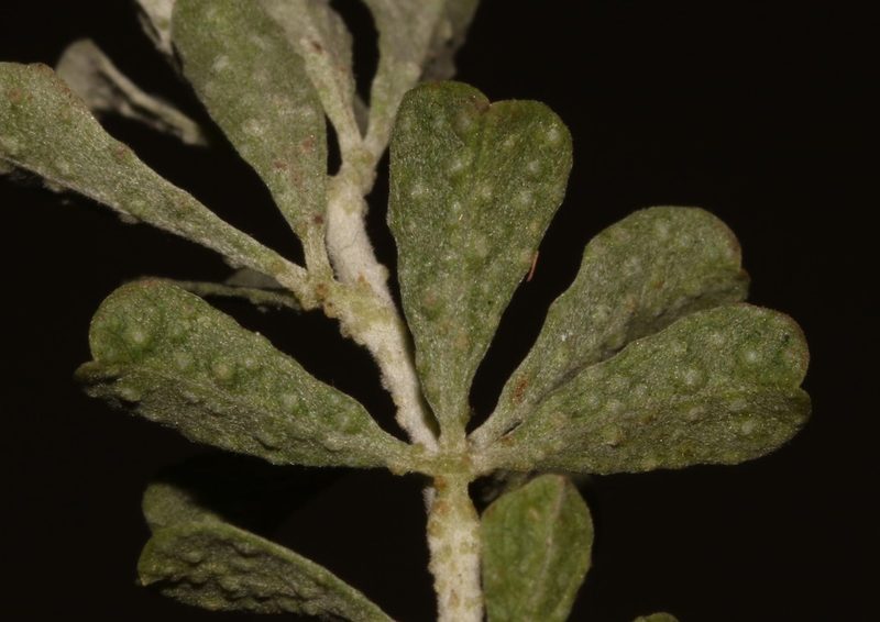 Psoralea velutina, photographed by Brian du Preez