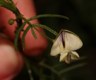 Psoralea margaretiflora, photographed by Brian du Preez
