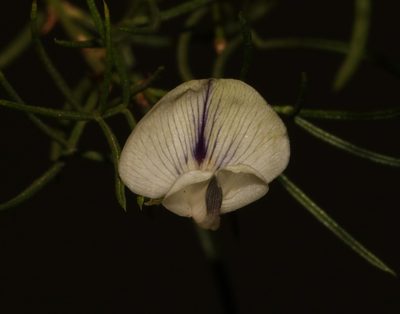 Psoralea margaretiflora, photographed by Brian du Preez