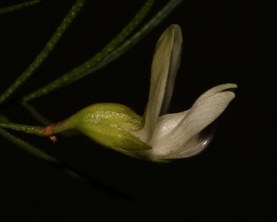 Psoralea margaretiflora, photographed by Brian du Preez