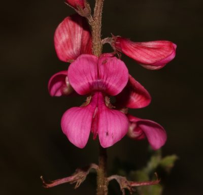 Indigofera asantasanensis, photographed by Brian du Preez