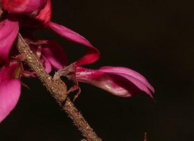 Indigofera asantasanensis, photographed by Brian du Preez