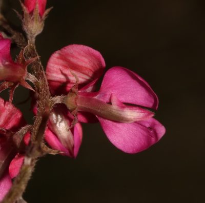 Indigofera asantasanensis, photographed by Brian du Preez