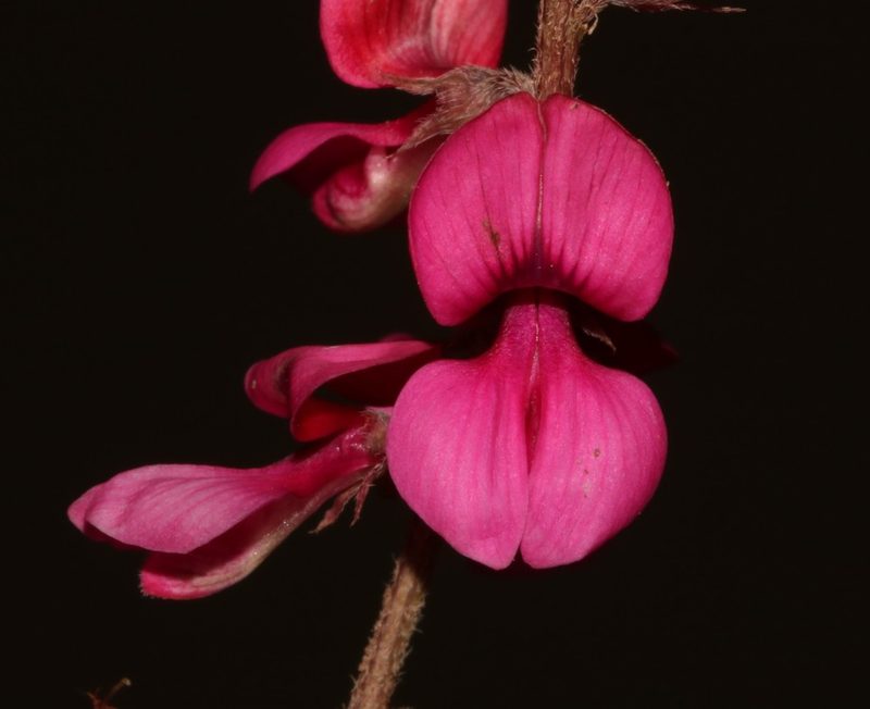 Indigofera asantasanensis, photographed by Brian du Preez