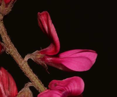 Indigofera asantasanensis, photographed by Brian du Preez