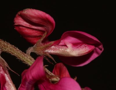 Indigofera asantasanensis, photographed by Brian du Preez