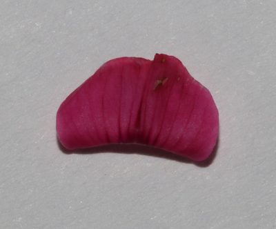 Indigofera asantasanensis, photographed by Brian du Preez