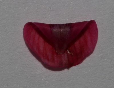 Indigofera asantasanensis, photographed by Brian du Preez