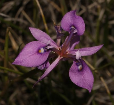 Moraea elliotii, photographed by Brian du Preez