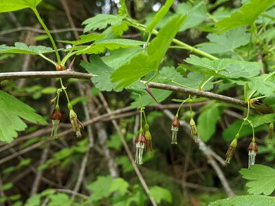 Ribes divaricatum, photographed by John A Haskins