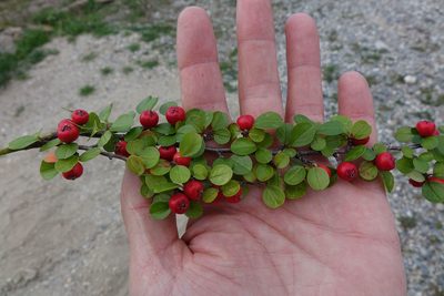 Cotoneaster hjelmqvistii, photographed by John Barkla