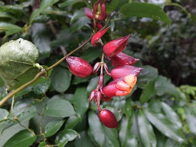 Thunbergia coccinea, photographed by Jacqui Geux