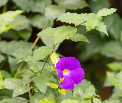 Thunbergia erecta, photographed by portioid