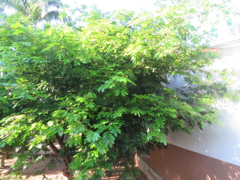 Cojoba arborea, photographed by Vincent A. Vos