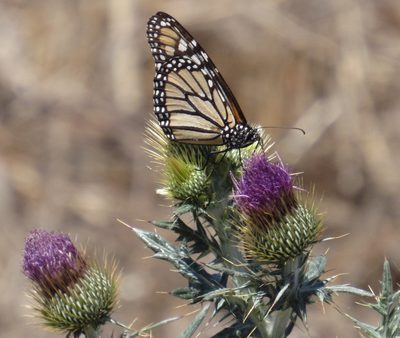 Cirsium rhaphilepis, photographed by Oscar Alejandro Morales Juárez