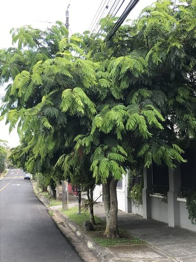 Cojoba arborea, photographed by Mariana Cortés