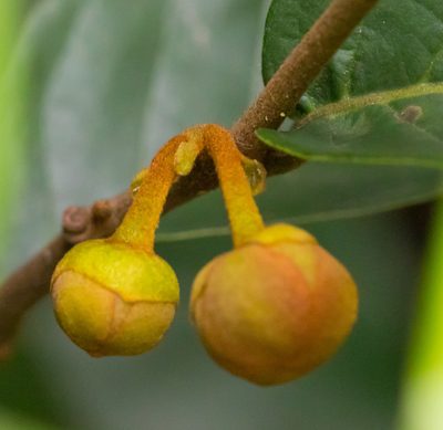 Uvaria littoralis, photographed by portioid