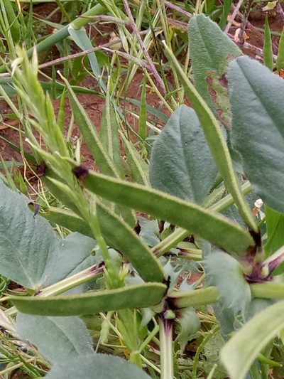 Vicia narbonensis, photographed by Karim Haddad