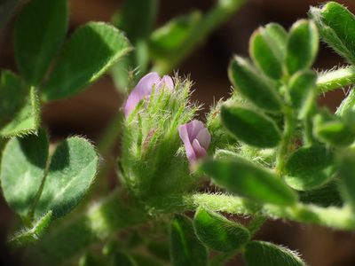 Astragalus sesameus, photographed by Emanuele Santarelli