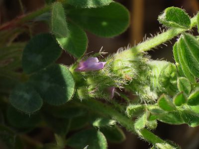 Astragalus sesameus, photographed by Emanuele Santarelli