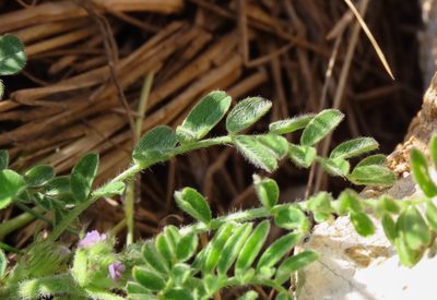 Astragalus sesameus, photographed by Emanuele Santarelli