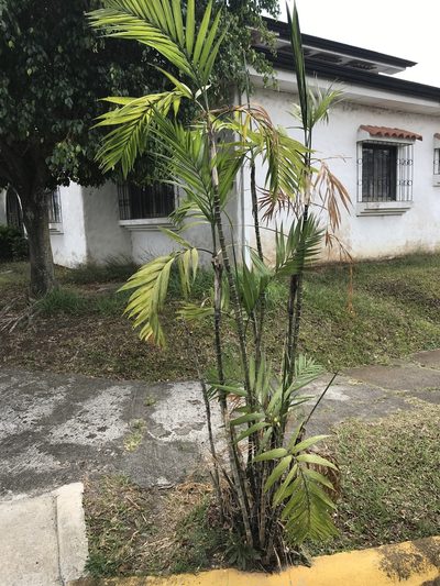 Chamaedorea costaricana, photographed by Mariana Cortés
