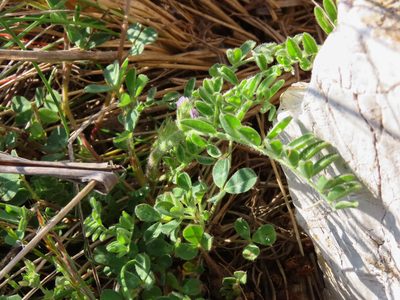 Astragalus sesameus, photographed by Emanuele Santarelli
