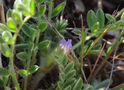 Astragalus sesameus, photographed by Emanuele Santarelli