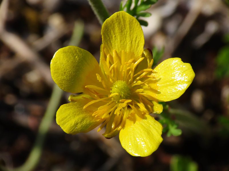 Ranunculus millefoliatus, photographed by Emanuele Santarelli