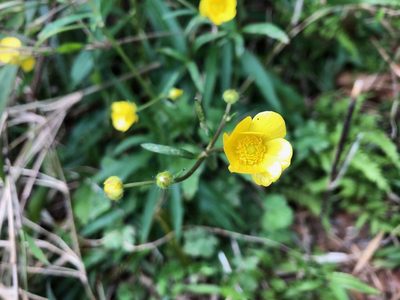 Ranunculus japonicus, photographed by Yoshimasa Uchiyama