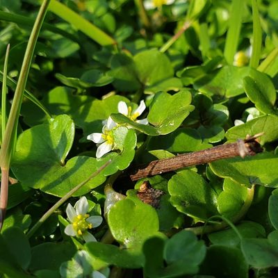 Ranunculus hederaceus, photographed by Jake Dalzell