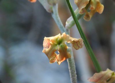 Matthiola fruticulosa, photographed by Emanuele Santarelli