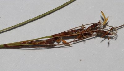 Schoenus cuspidatus, photographed by Brian du Preez