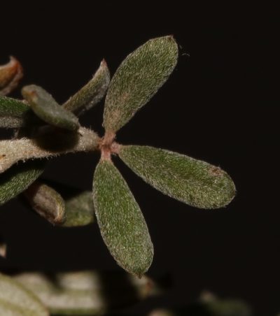 Indigofera sclerophylla, photographed by Brian du Preez