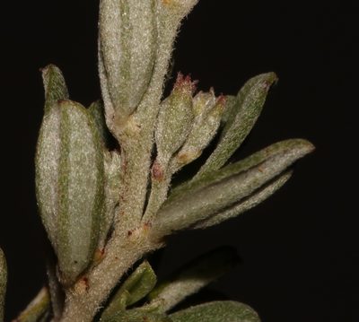 Indigofera sclerophylla, photographed by Brian du Preez