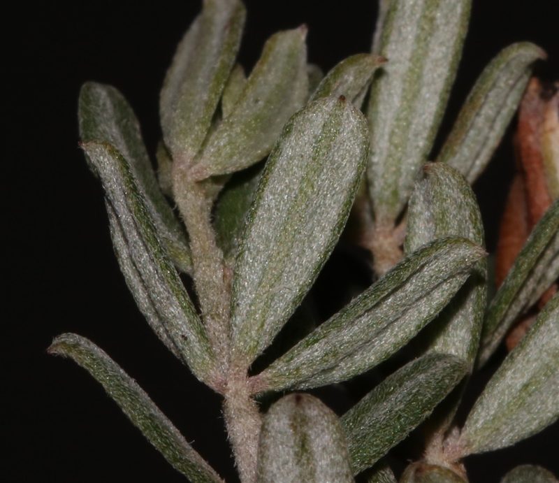 Indigofera sclerophylla, photographed by Brian du Preez