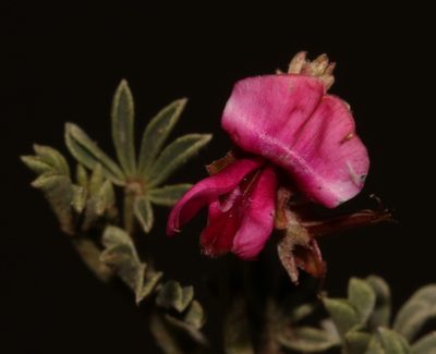 Indigofera burchellii, photographed by Brian du Preez