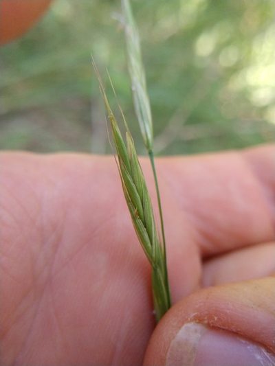 Bromus texensis, photographed by Cleveland Powell