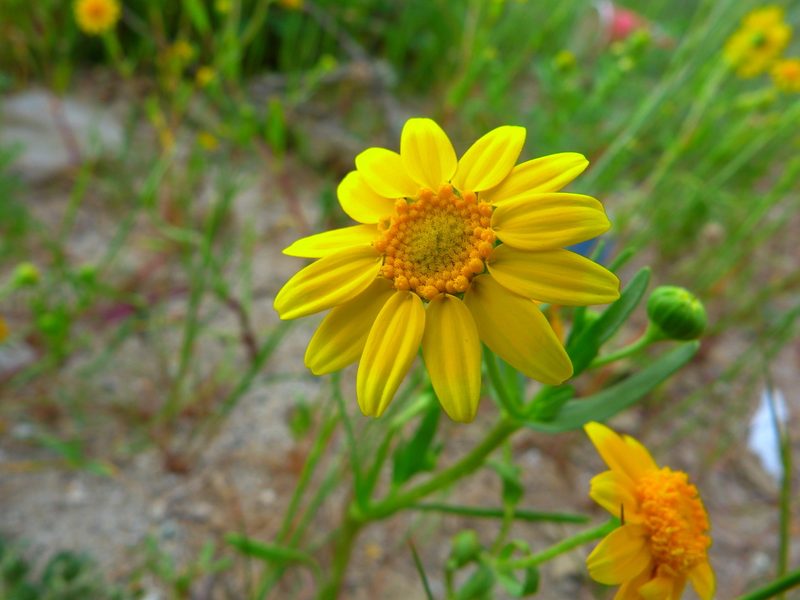 Lasthenia glabrata, photographed by Zack Abbey