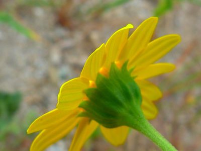 Lasthenia glabrata, photographed by Zack Abbey