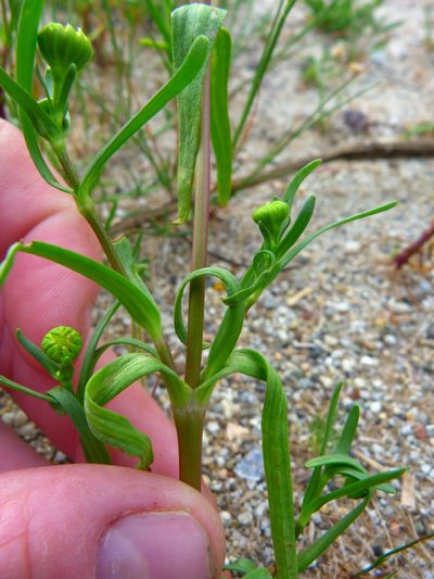 Lasthenia glabrata, photographed by Zack Abbey