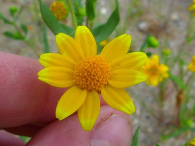Lasthenia glabrata, photographed by Zack Abbey