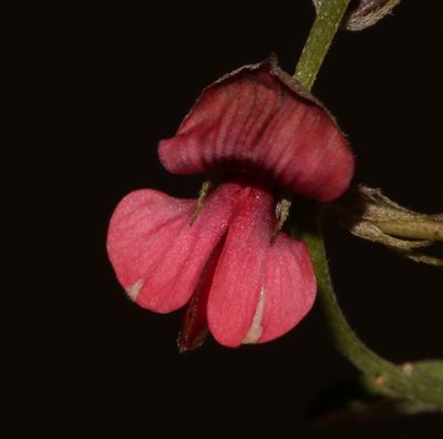 Indigofera disticha, photographed by Brian du Preez