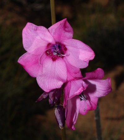 Dierama robustum, photographed by Brian du Preez